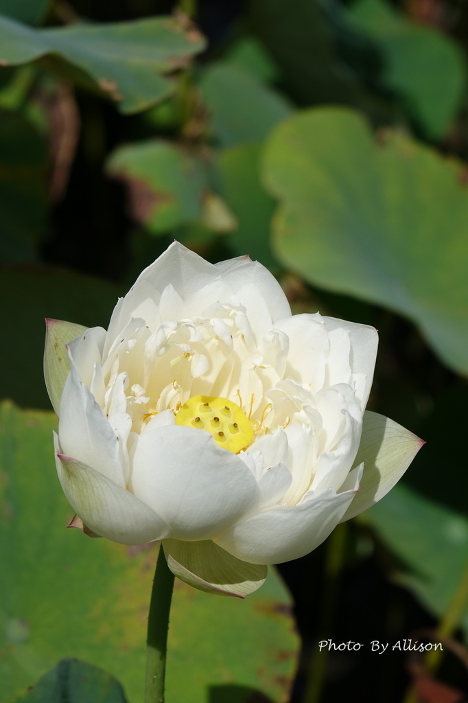 DSC06799.JPG