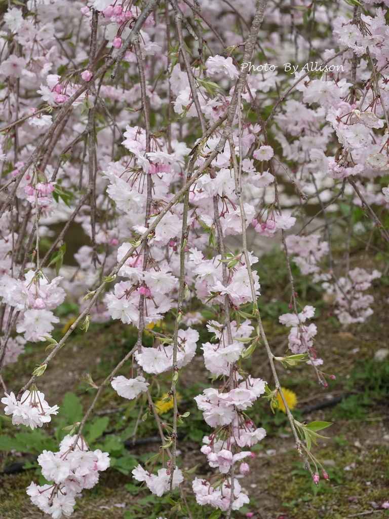 DSC03527.JPG
