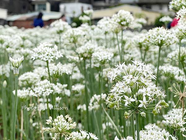 －＞2023大溪韭菜花田好好拍---九月雪非浪得虛名