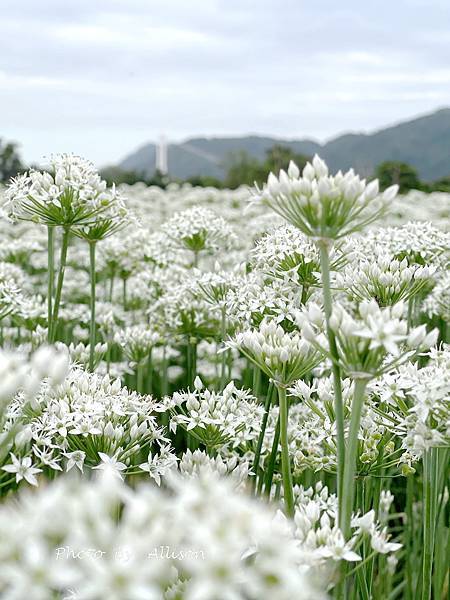 －＞2023大溪韭菜花田好好拍---九月雪非浪得虛名