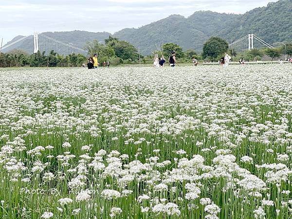 －＞2023大溪韭菜花田好好拍---九月雪非浪得虛名