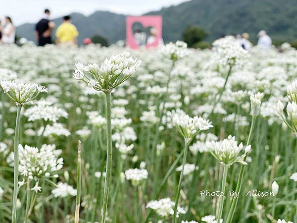 －＞2023大溪韭菜花田好好拍---九月雪非浪得虛名