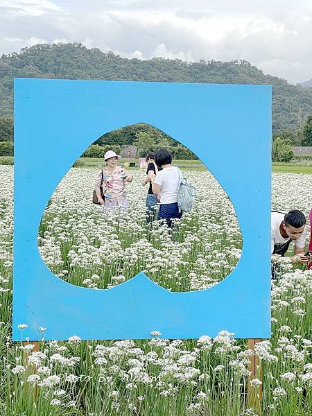 －＞2023大溪韭菜花田好好拍---九月雪非浪得虛名