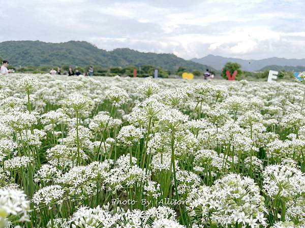 －＞2023大溪韭菜花田好好拍---九月雪非浪得虛名