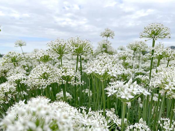 －＞2023大溪韭菜花田好好拍---九月雪非浪得虛名