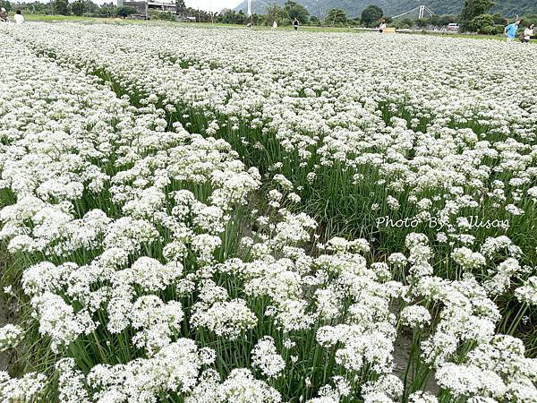 －＞2023大溪韭菜花田好好拍---九月雪非浪得虛名