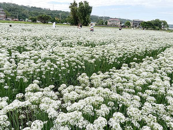 －＞2023大溪韭菜花田好好拍---九月雪非浪得虛名