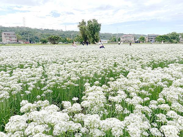 －＞2023大溪韭菜花田好好拍---九月雪非浪得虛名