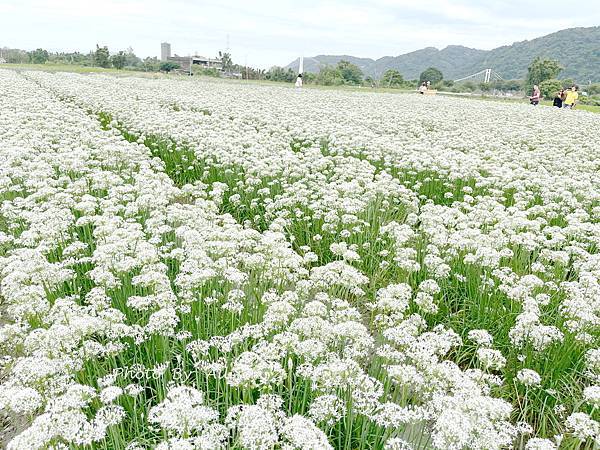 －＞2023大溪韭菜花田好好拍---九月雪非浪得虛名