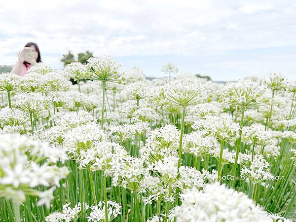 －＞2023大溪韭菜花田好好拍---九月雪非浪得虛名