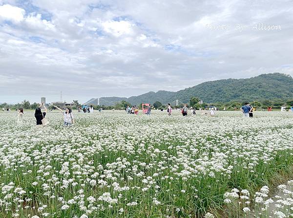 －＞2023大溪韭菜花田好好拍---九月雪非浪得虛名