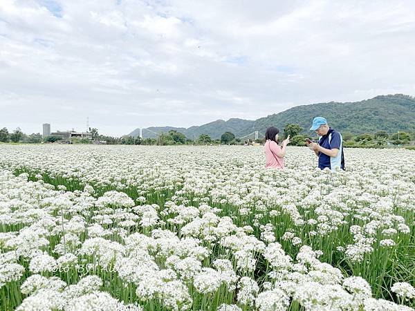 －＞2023大溪韭菜花田好好拍---九月雪非浪得虛名