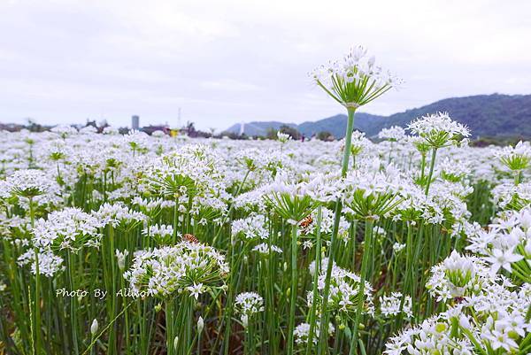 －＞2023大溪韭菜花田好好拍---九月雪非浪得虛名