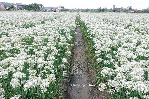 －＞2023大溪韭菜花田好好拍---九月雪非浪得虛名