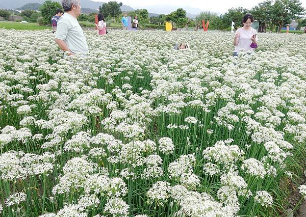 －＞2023大溪韭菜花田好好拍---九月雪非浪得虛名