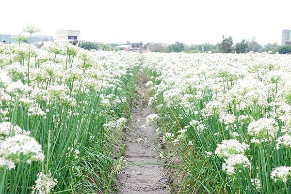 －＞2023大溪韭菜花田好好拍---九月雪非浪得虛名