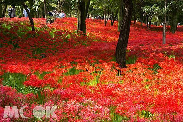 －＞彼岸花開彼岸。只見花不見葉。彼岸花 與 石蒜花