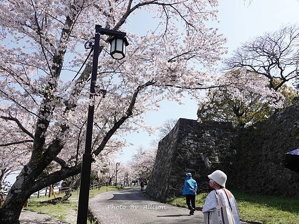 －＞九州大分景點－歷史臼杵城 公園 賞櫻