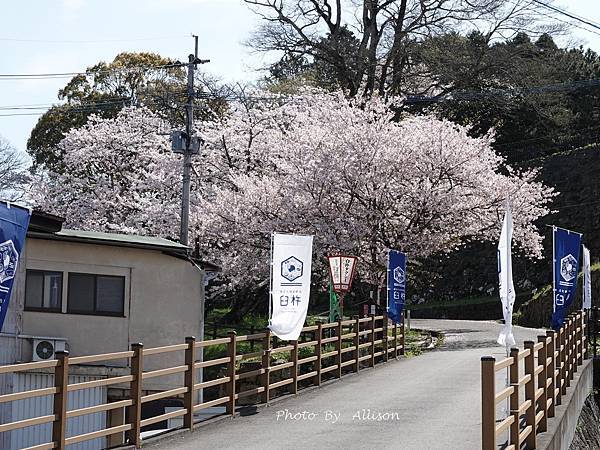 －＞九州大分景點－歷史臼杵城 公園 賞櫻