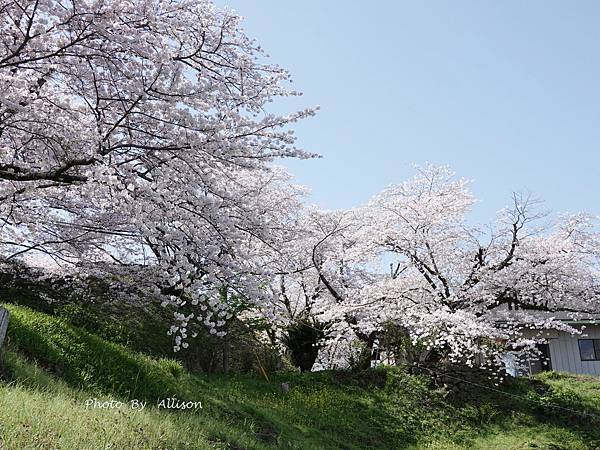 －＞九州大分景點－歷史臼杵城 公園 賞櫻