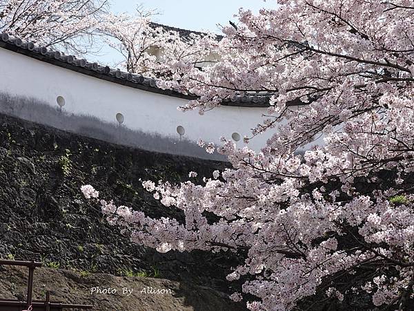 －＞九州大分景點－歷史臼杵城 公園 賞櫻