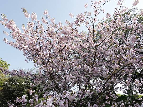 －＞【日本】福岡市 大濠公園 散策－賞櫻及鬱金香