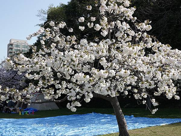 －＞【日本】福岡市 大濠公園 散策－賞櫻及鬱金香