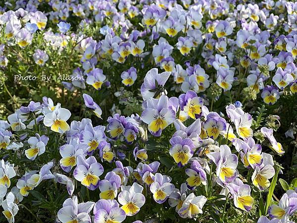 －＞【日本】福岡市 大濠公園 散策－賞櫻及鬱金香