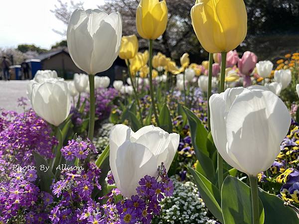－＞【日本】福岡市 大濠公園 散策－賞櫻及鬱金香