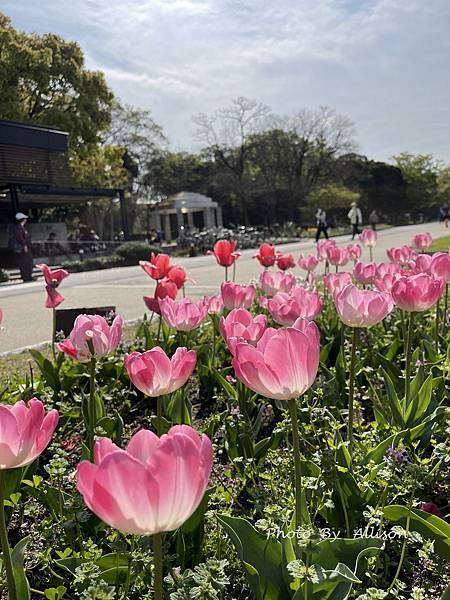 －＞【日本】福岡市 大濠公園 散策－賞櫻及鬱金香