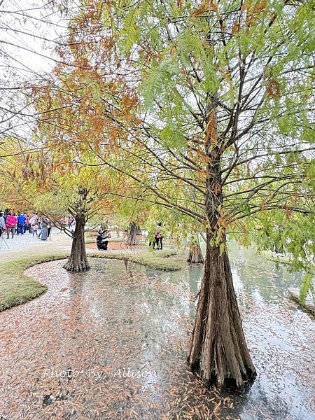 －＞落羽松林秘境－雲林青埔落羽松紅了…