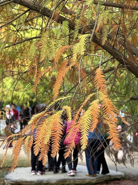 －＞落羽松林秘境－雲林青埔落羽松紅了…
