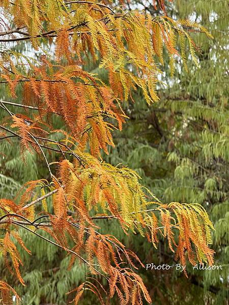 －＞落羽松林秘境－雲林青埔落羽松紅了…