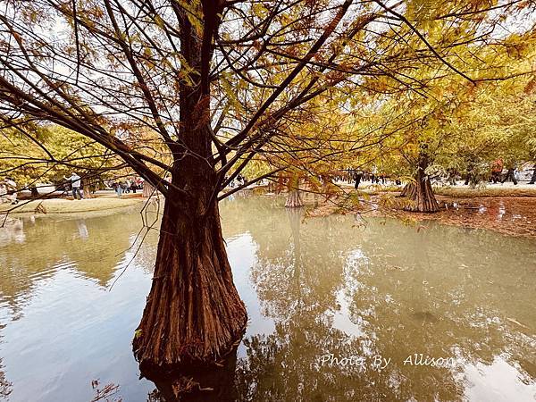 －＞落羽松林秘境－雲林青埔落羽松紅了…
