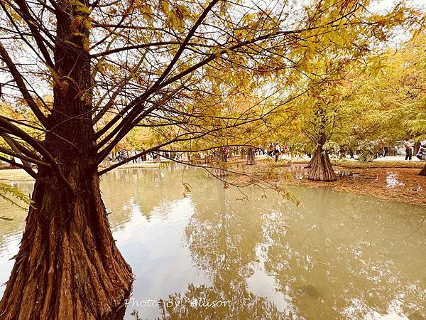 －＞落羽松林秘境－雲林青埔落羽松紅了…