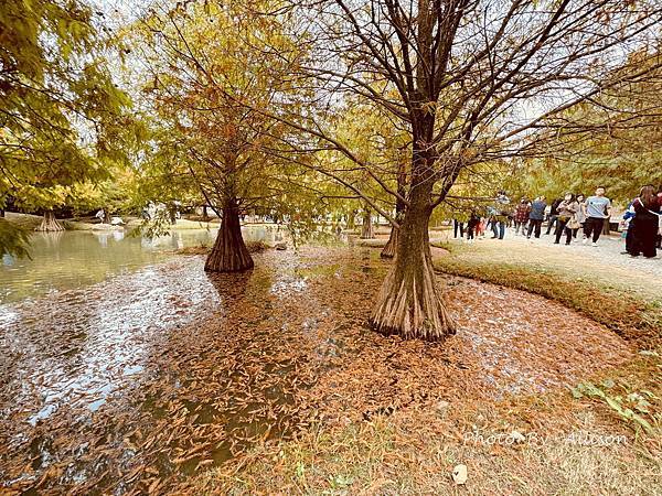 －＞落羽松林秘境－雲林青埔落羽松紅了…