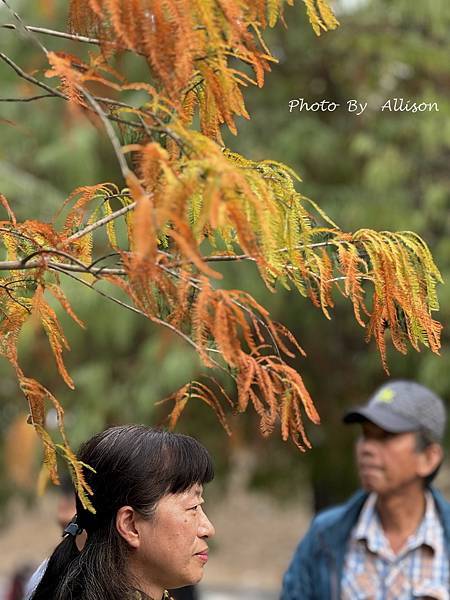 －＞落羽松林秘境－雲林青埔落羽松紅了…