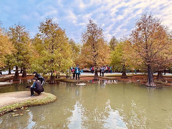 －＞落羽松林秘境－雲林青埔落羽松紅了…