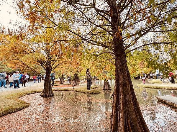 －＞落羽松林秘境－雲林青埔落羽松紅了…