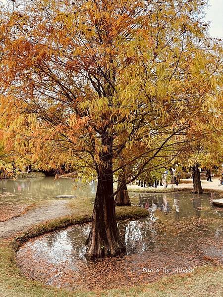 －＞落羽松林秘境－雲林青埔落羽松紅了…