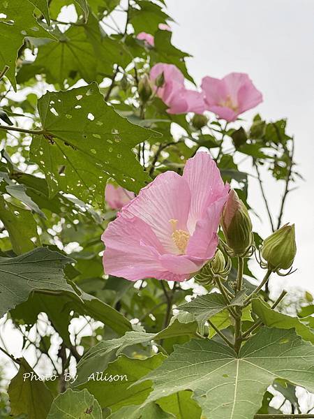 －＞高雄景點： 高美館「前有漂亮的迴廊與白色寬敞的庭園」後有