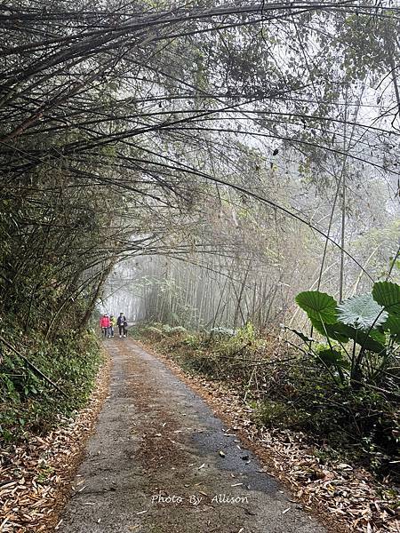 －＞ 也是「茶霧之道」…雲海、茶園、竹林…美不勝收…