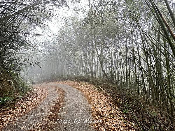 －＞ 也是「茶霧之道」…雲海、茶園、竹林…美不勝收…