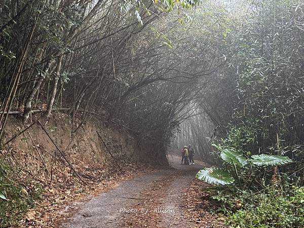 －＞ 也是「茶霧之道」…雲海、茶園、竹林…美不勝收…