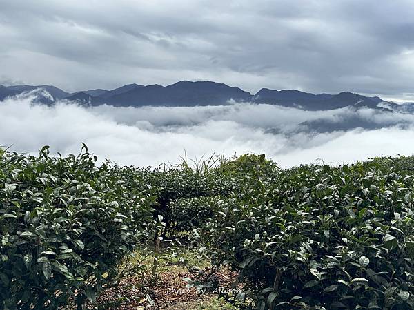 －＞ 也是「茶霧之道」…雲海、茶園、竹林…美不勝收…