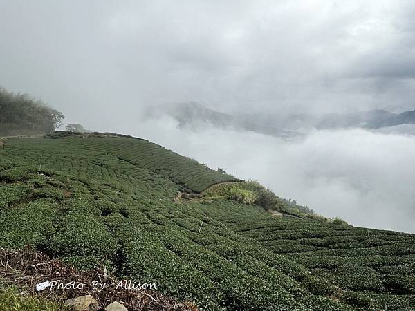 －＞ 也是「茶霧之道」…雲海、茶園、竹林…美不勝收…