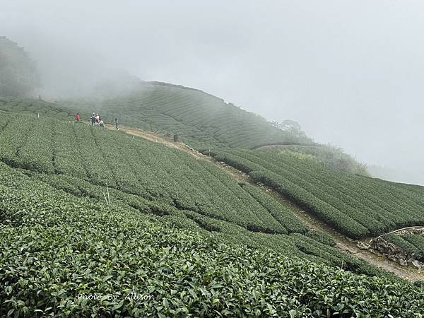 －＞ 也是「茶霧之道」…雲海、茶園、竹林…美不勝收…