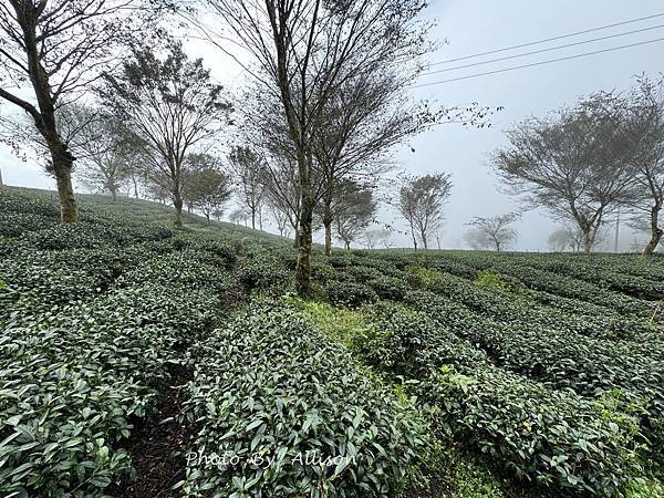 －＞ 也是「茶霧之道」…雲海、茶園、竹林…美不勝收…