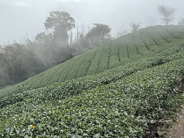 －＞ 也是「茶霧之道」…雲海、茶園、竹林…美不勝收…