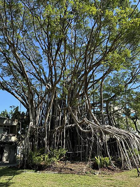 －＞【台中新景點】超好拍的國家漫畫博物館園區！ 鏡湖…老榕樹